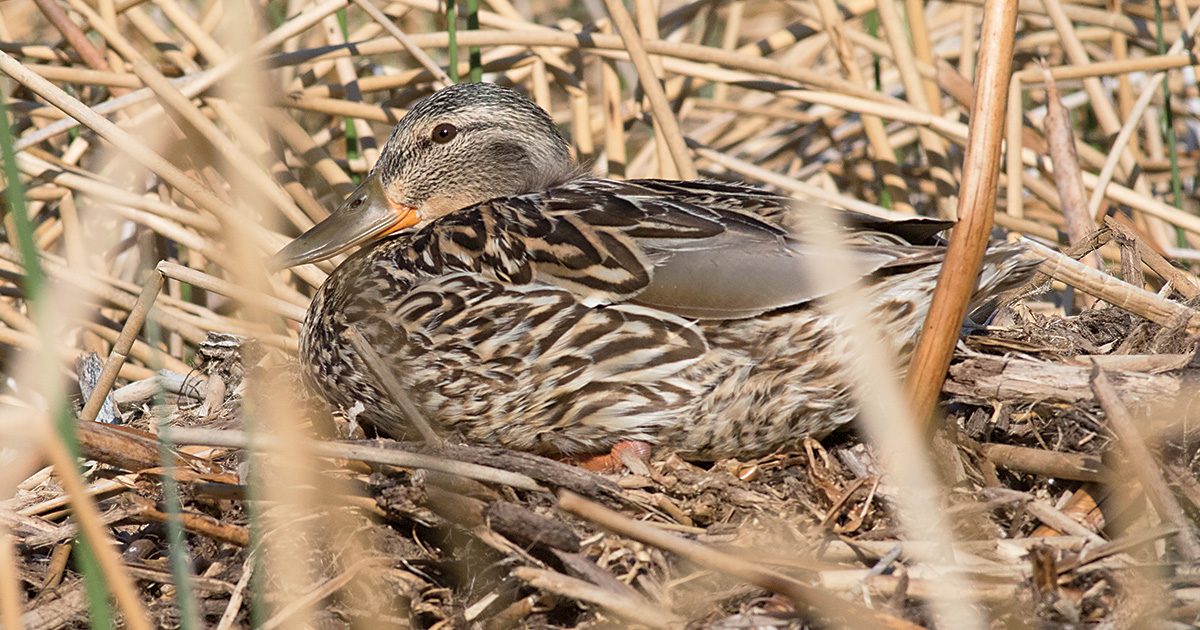 Hen mallard on nest. Photo by Scott Fink